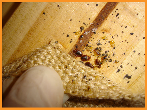 Where Do Bed Bugs Hide - Use This Pest Professionals Checklist